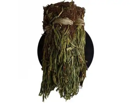 还阳草的功效与作用还魂草和还阳草的区别