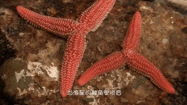 才不是所有海星都是海绵宝宝的派大星