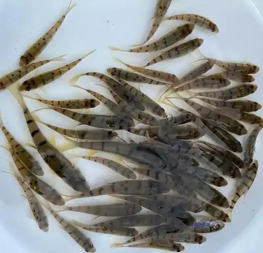 5种小溪鱼,过去常见也常吃,如今却都"一鱼难求"