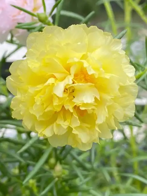 今年第一次找到好的卖家,买到这种多色重瓣太阳花,实在是没的很!