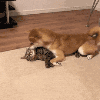 沙雕表情包更新我推门进来咯