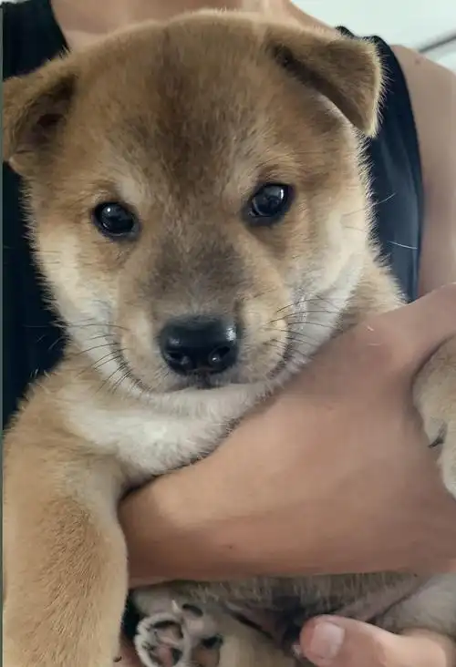 一群可爱的柴犬宝宝找新家