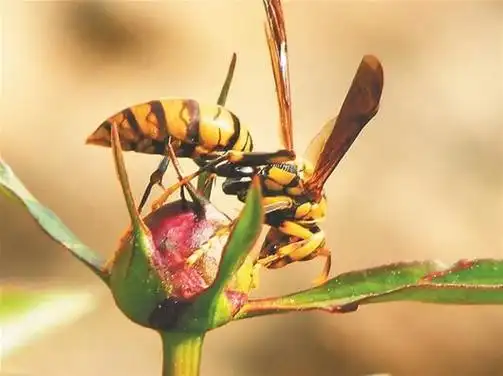 p>胡蜂分布全世界.令人见而生畏.