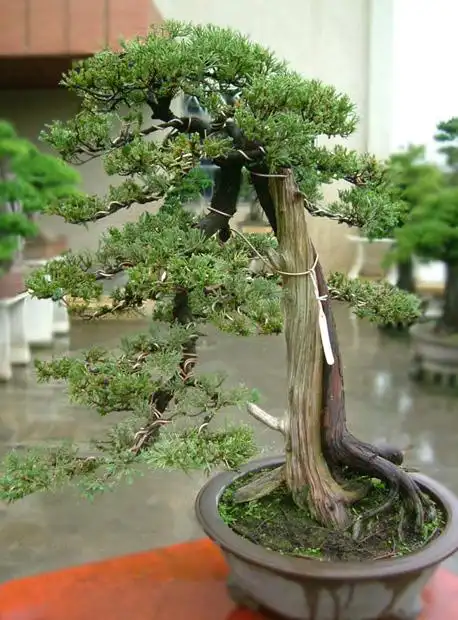 气势磅礴神韵苍郁风骨巍然的侧柏盆景