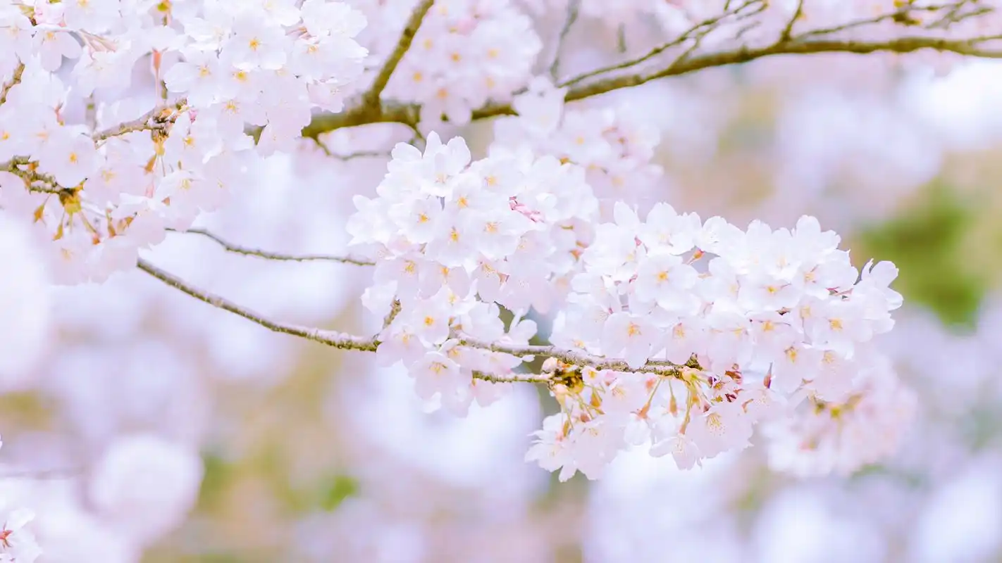 粉色樱花唯美图片桌面壁纸