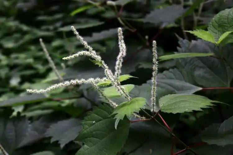 野线麻荨麻科苎麻属