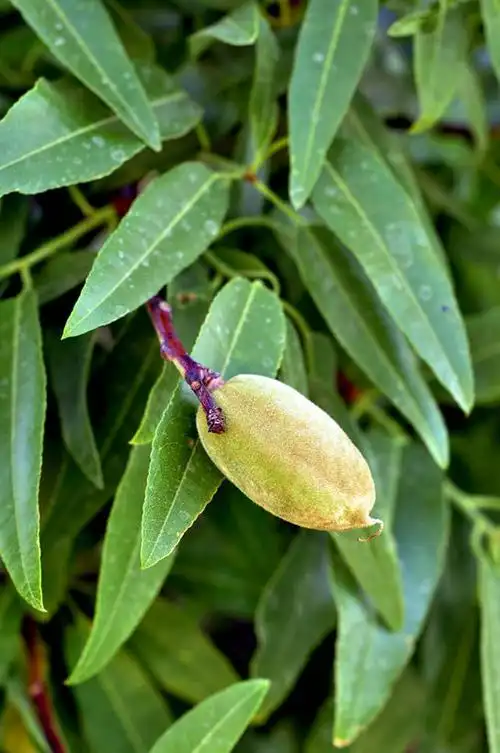 无人,竖图,室外,特写,白天,植物,杏仁,水果,叶子,伊朗,茎,果树,树