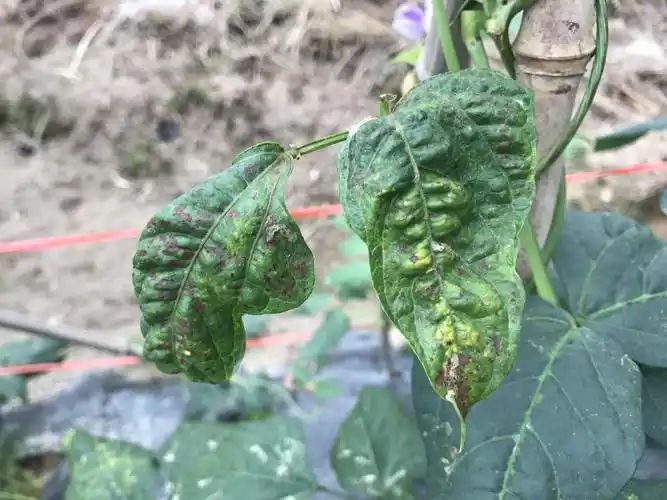 豆角卷叶是蓟马危害还是病毒,,怎么防治,鬼化符有什么防治好方法