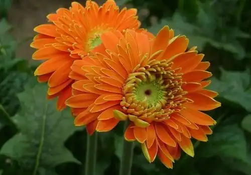 多亏他家里有矿,才有了后来的非洲菊.(内附今日鲜花报价表)