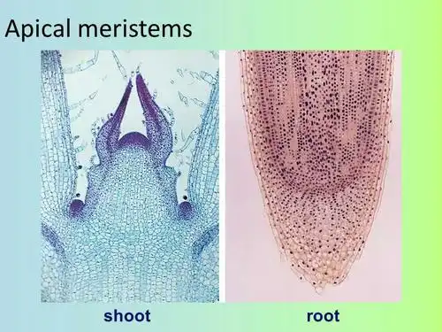 植物学笔记植物组织一