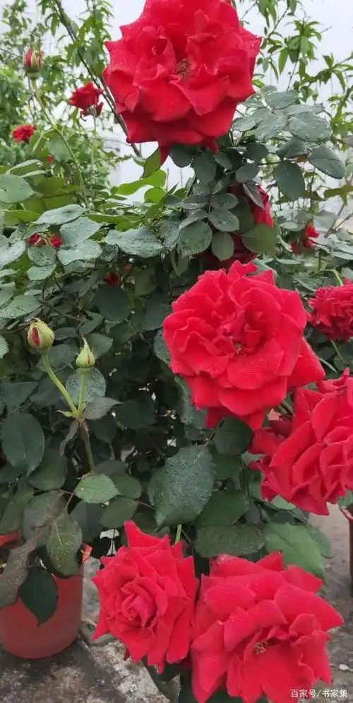 盛开玫瑰花预示着未来生活红红火火