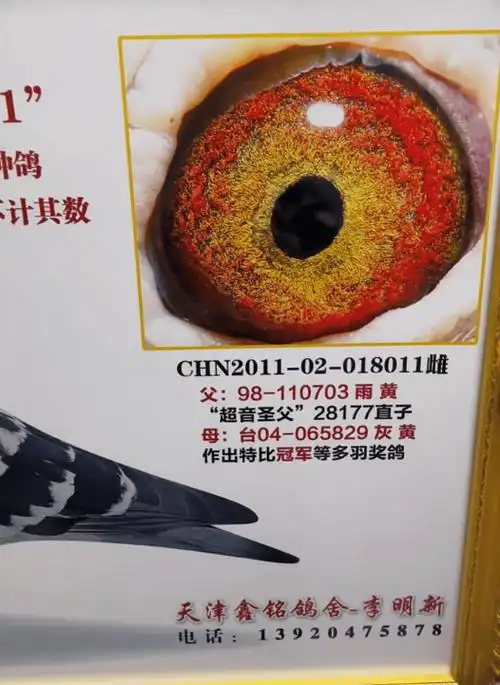 天津鑫铭鸽舍访谈录_鸽子_血统论_育种