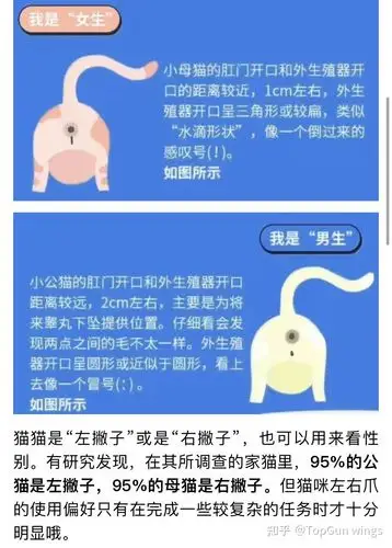 谁能告诉我这条猫的公母?
