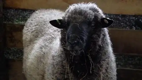 一只黑脸白羊毛的羊站在谷仓隔间里的特写镜头