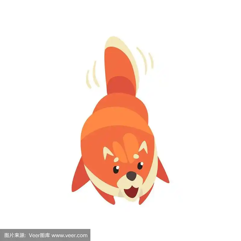 可爱的博美犬斯皮兹摇尾巴,有趣的宠物狗卡通人物矢量插图