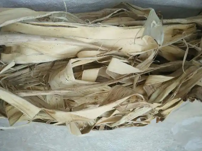 风干后的枸树皮