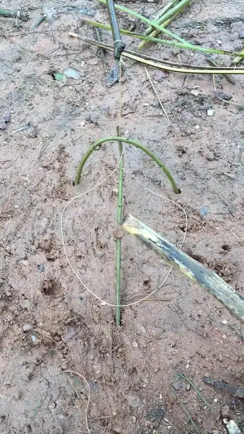 野鸡.竹鸡.脖子套.放虫子诱惑大.-动物视频-搜狐视频