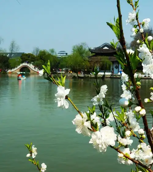 瘦西湖美景依旧