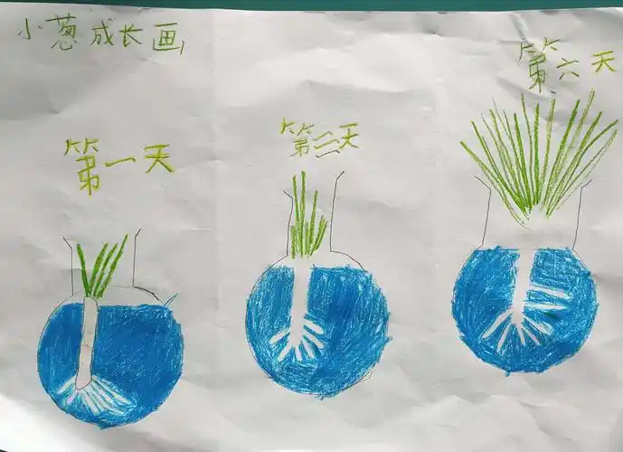 这是我记录的小葱生长的过程图
