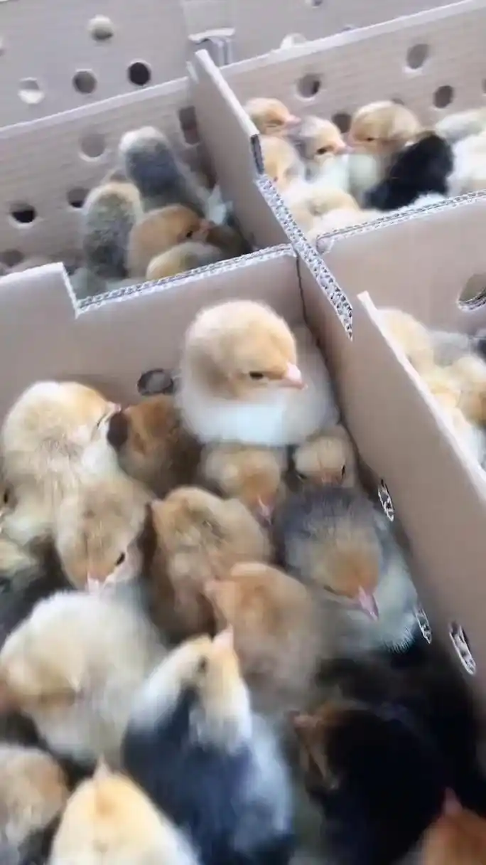 k9鸡苗k901 k9鸡就是麻黄鸡,  它属于大型肉鸡,具有料比低,生长迅速