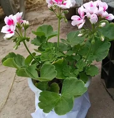 [天竺葵批发]天竺葵 垂钓天竺葵 直立天竺葵价格5.00元/棵 - 一亩田