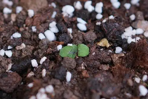 【45】【紫苏】从邻居那里弄来的小苗.