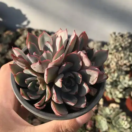 莫语园艺89cm群生砍头赫拉老桩多肉植物办公多肉植物