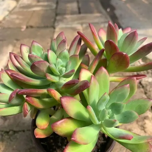 y园艺红稚莲多肉植物云南露养精品萌肉室内办公室花卉绿植盆栽 直径15