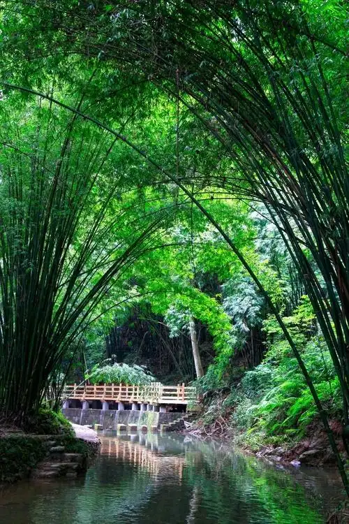 竹林清风 - 美篇