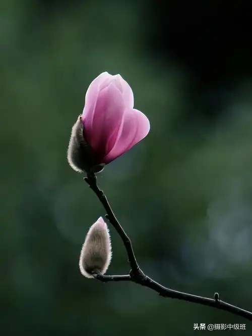 拍花的5个低级错误,毁了这3张照片,讲解玉兰花摄影技巧