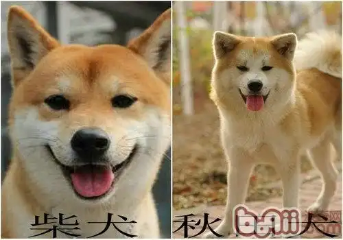 教你区分柴犬和秋田犬