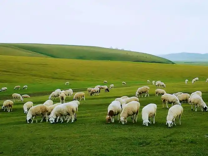 寻着呼伦贝尔旖旎的秋色去