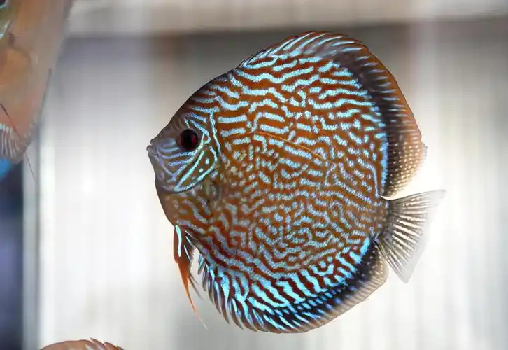 首页- cta南美水族 - powered by discuz!