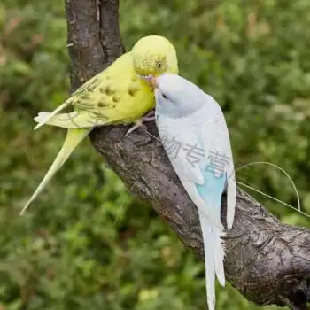 鹦鹉鸟玄凤鸟活物手养鸟会说话鸟观赏鸟人鸟 【包教说话】黄云斑 白皮
