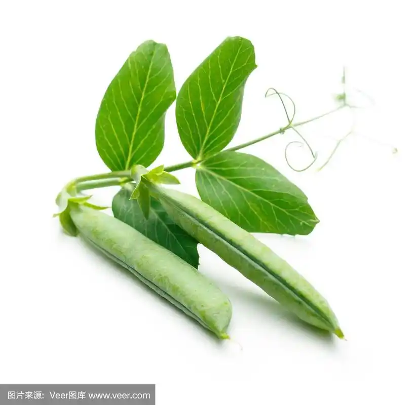 带叶子的新鲜绿色豌豆