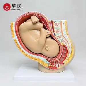 华茂科教 女性妊娠九个月胎儿盆腔模型 女性生殖子宫胎儿模型