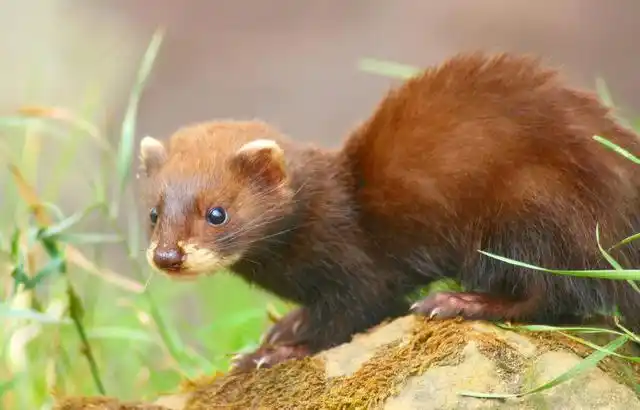 2017年水貂养殖前景