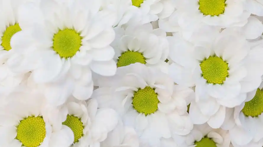 唯美鲜花背景高清桌面壁纸