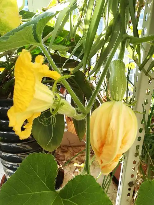 其它 未名湖畔唱和之腊月南瓜花美篇(第五十篇)