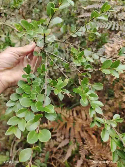赤楠野枇杷小叶赤楠华南植物观赏药用灌乔木野生中草药材种苗种子
