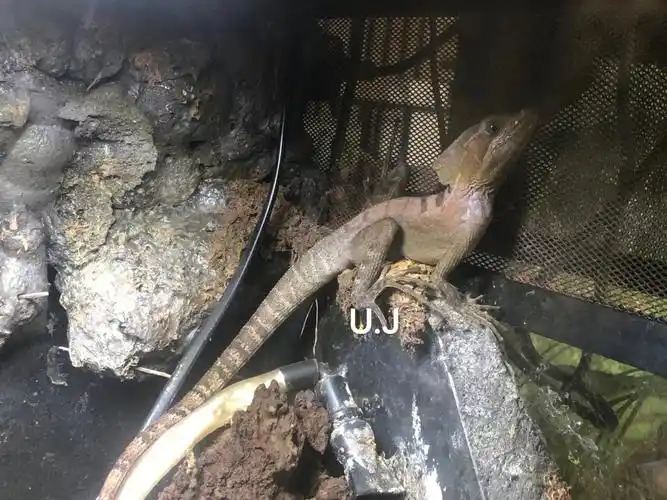 低配版的双冠蜥,不过胆子比大部分双冠大许多#双冠蜥