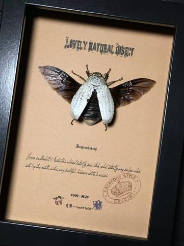 苏门答腊原始雨林罕见巨型鳃金龟甲壳虫标本珍藏昆虫礼品·珍藏