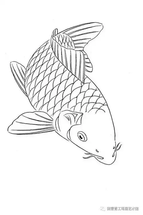 龚雪青工笔《鲤鱼百态》实用白描_组合_造型_象征