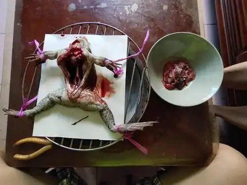 生物作业 解剖青蛙