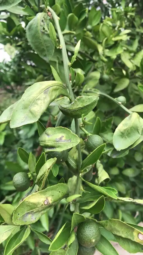 桔子树叶子变黄发卷还有洞 整颗树看起来严重缺水的样子 怎么治疗