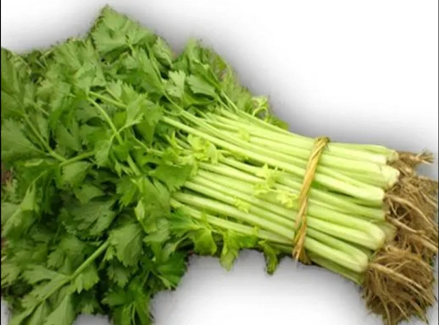 都知道吃芹菜有好处,它还有一个很严重的坏处,你知道吗?
