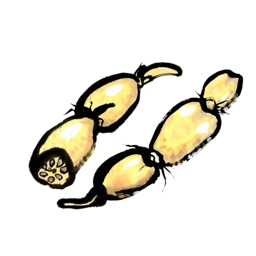 莲藕手绘图片大全