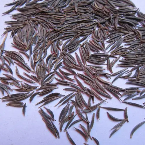 供应波斯菊种子别名格桑花种子庭院园林花草种子