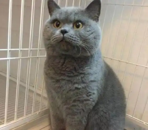 成年英短出售蓝猫活体大猫纯蓝老猫疫苗齐全猫咪