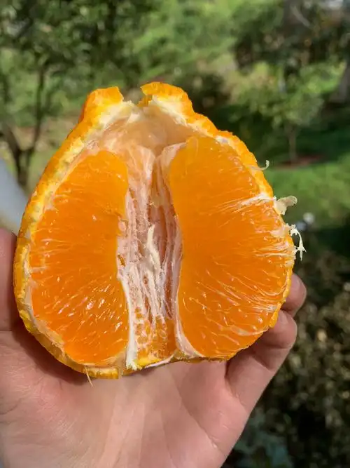 四川丑橘不知火新鲜水果桔橘子丑柑装现摘大果特级耙耙带箱10斤